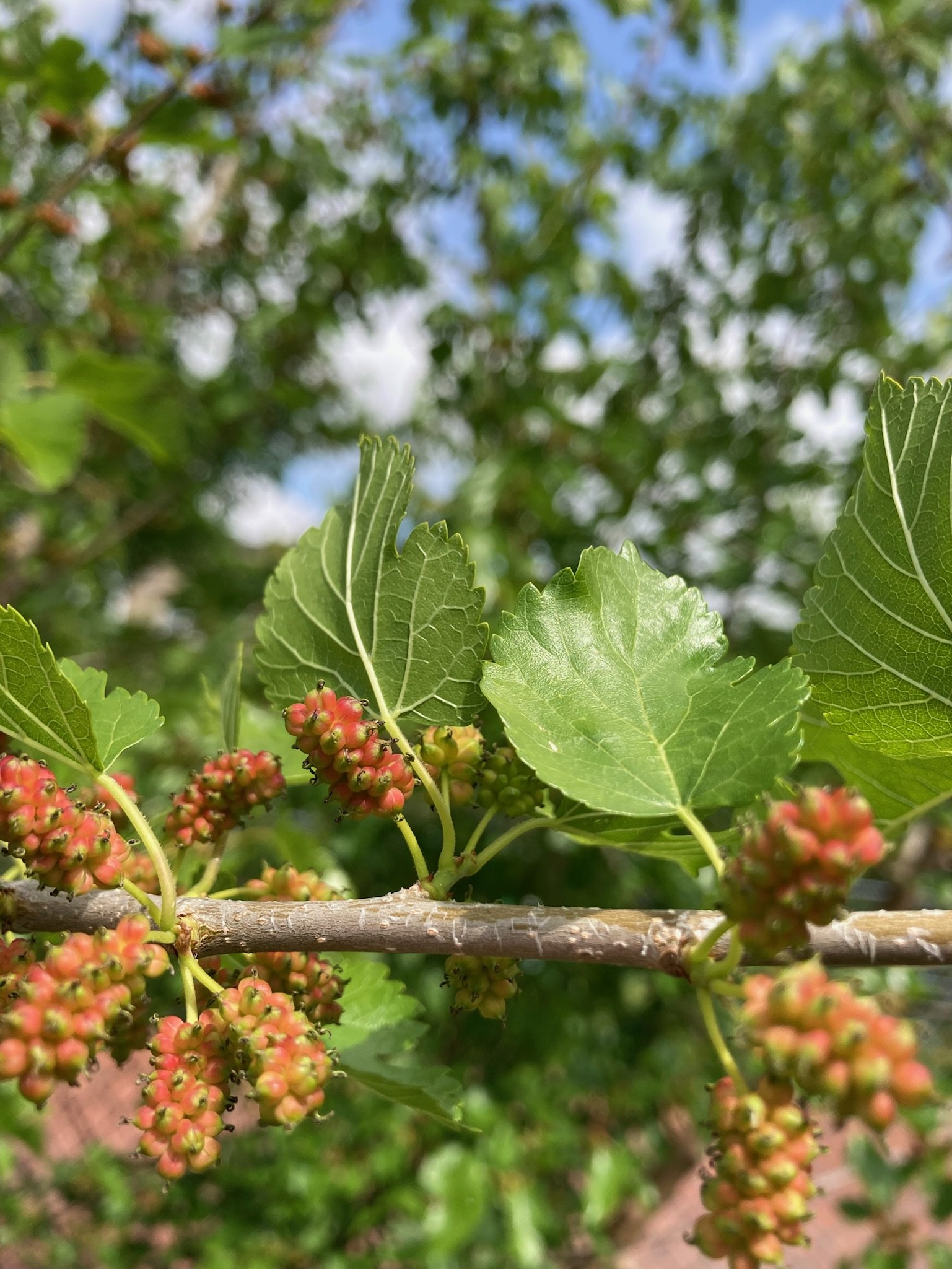 Early Bloom: Garden Gathering and Cafe
