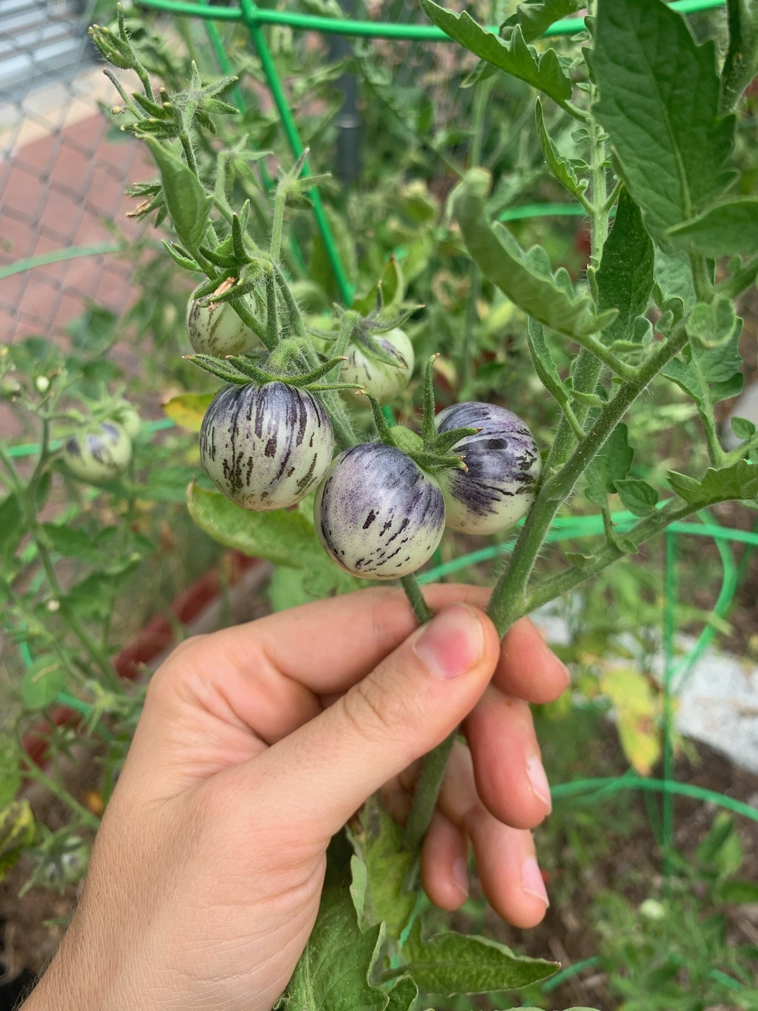 Garden Volunteer Hours