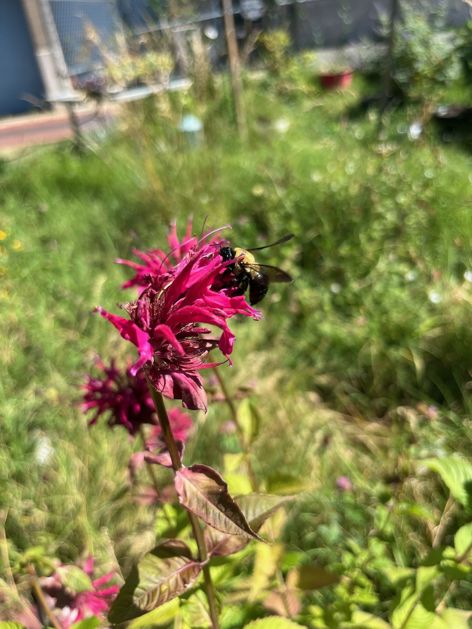 DC Natives: Pollinator Plant Giveaway & Info Session