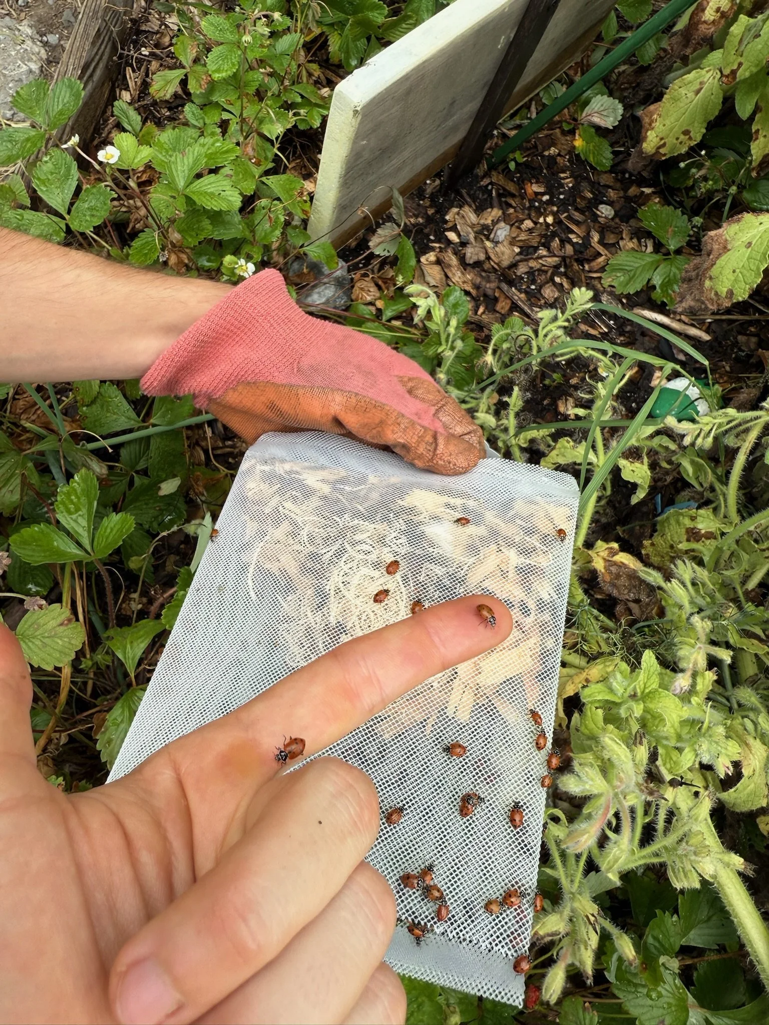 Garden Volunteer Hours