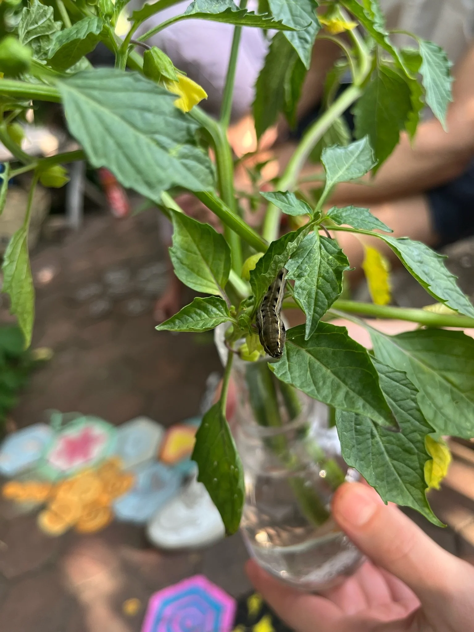 Garden Volunteer Hours