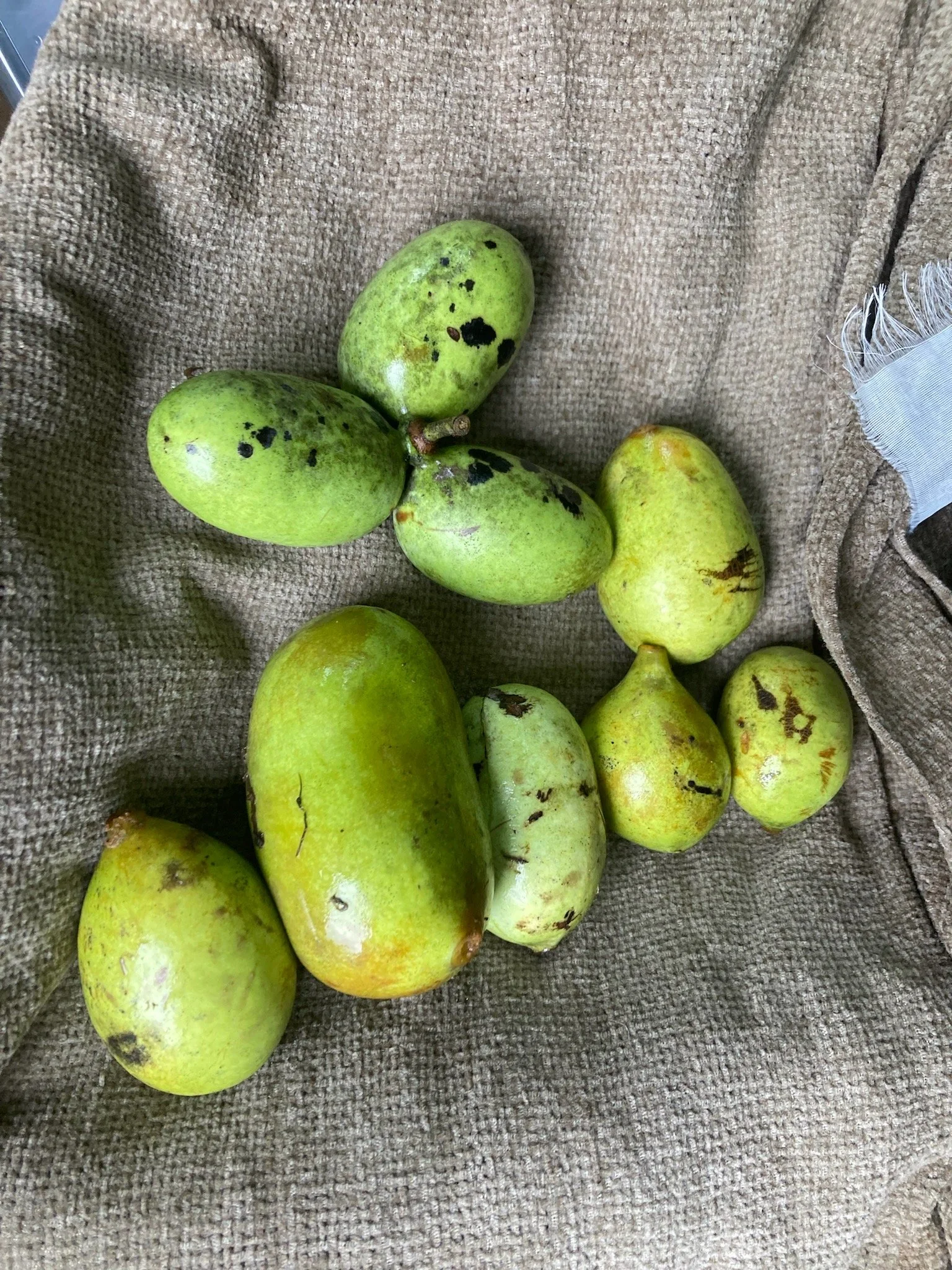 TAG-Along to Paw Paw Foraging!