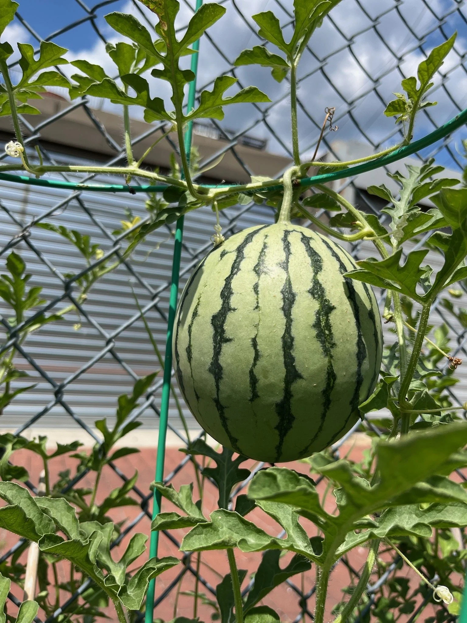 Garden Volunteer Hours