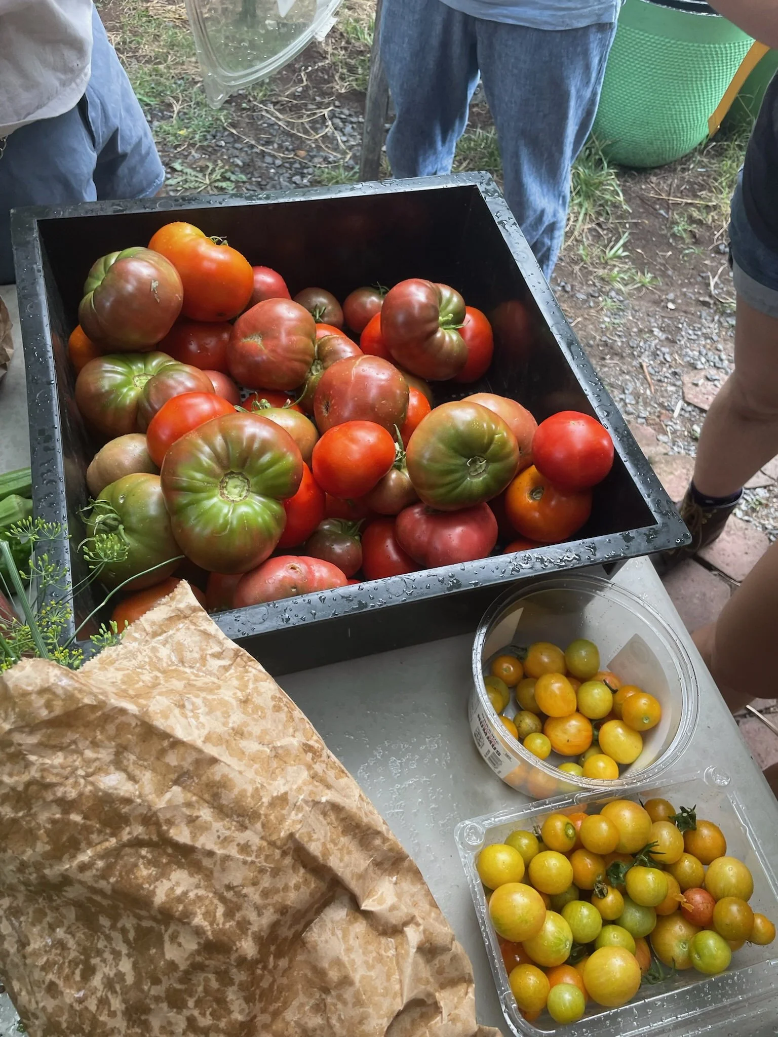 🍅 TOMATO TIME: A Tomato Potluck 🍅
