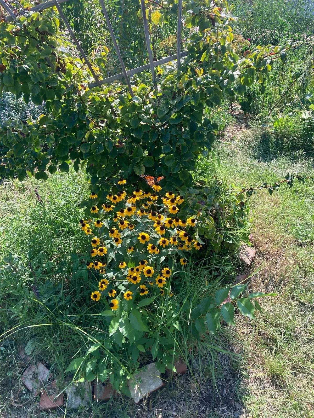 Garden Bathing: a micro-forest bathing practice!