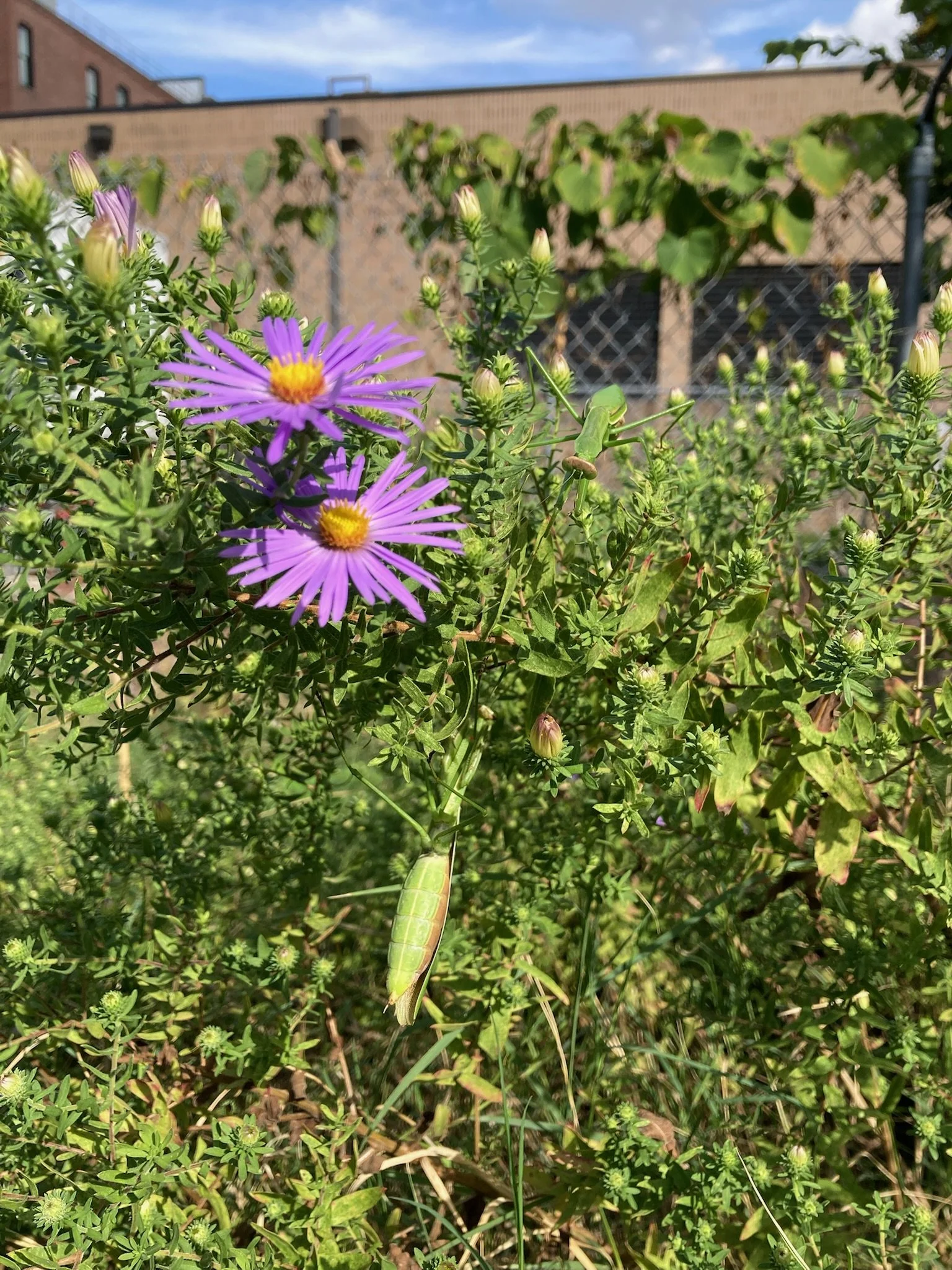 Fall Natives Planting Party