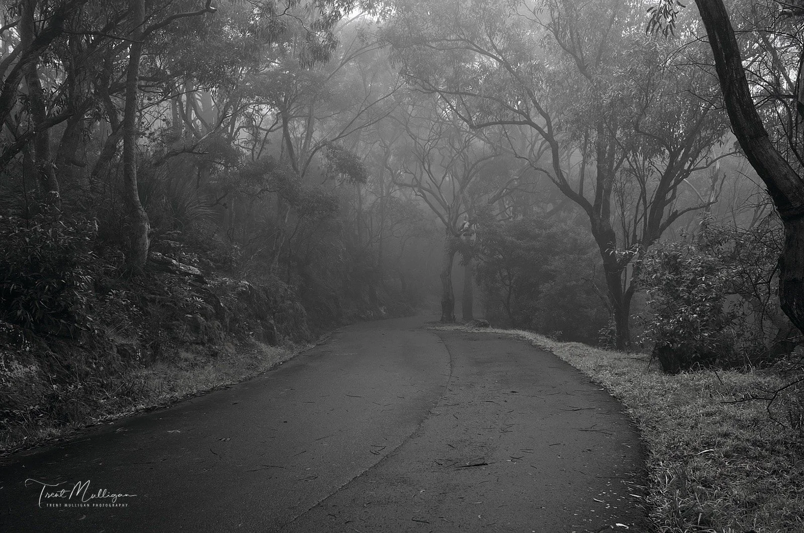 SS2P142 Misty.jpg