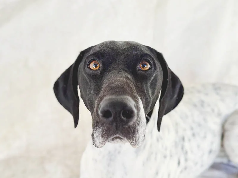 Nena looking for someone to love and that will play fetch