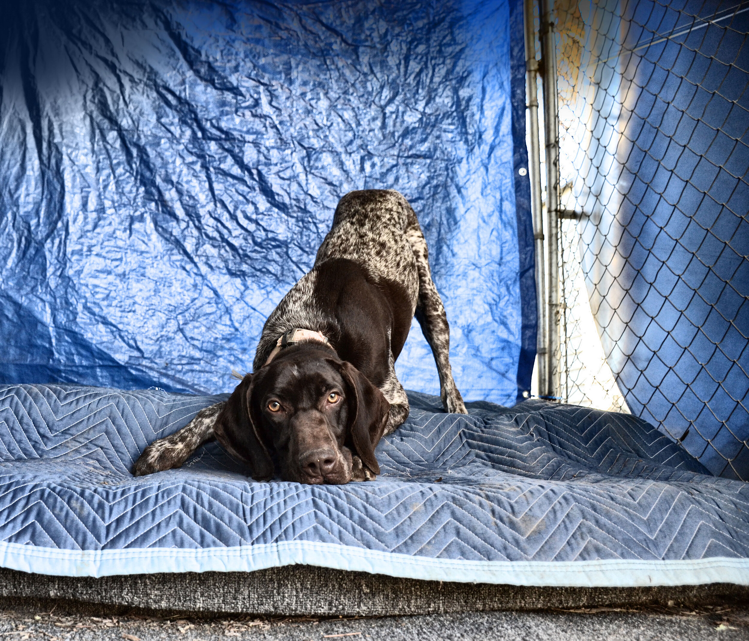 german shorthaired pointer rescue