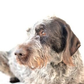 german wirehaired pointer california