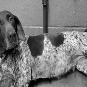 english pointer rescue centre