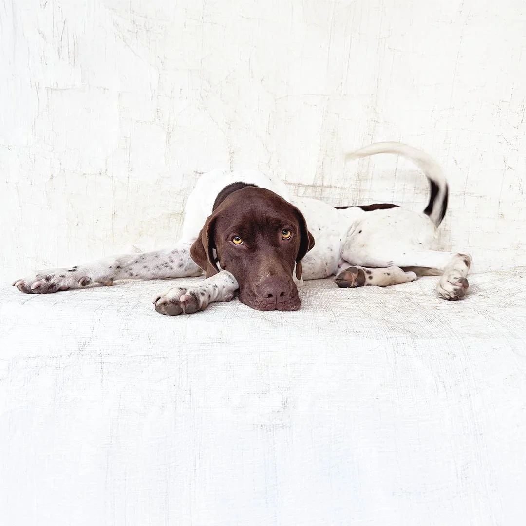 Elle Was Overlooked in the Shelter — Until Everything Changed