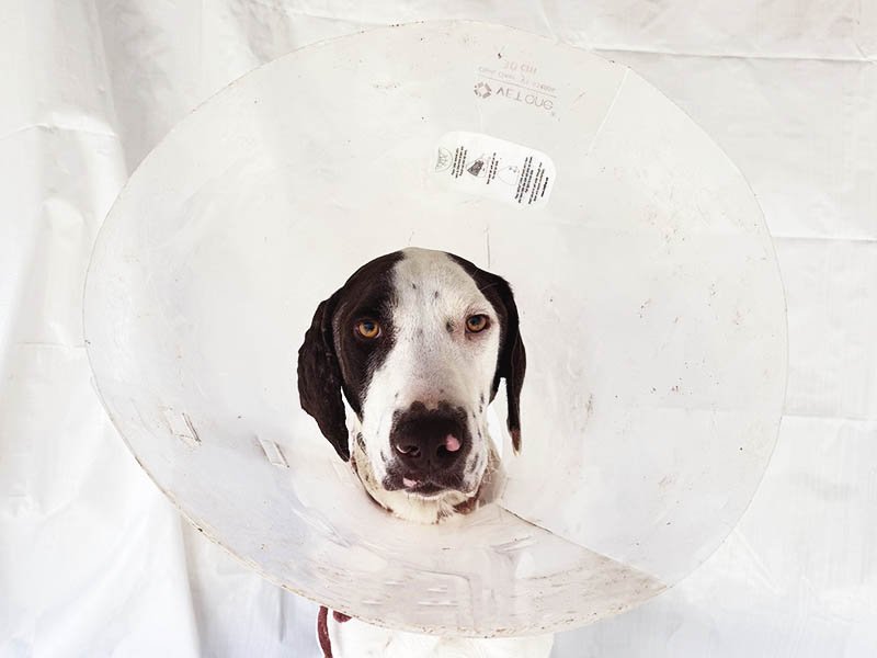 One Week Before Christmas, We Rescued Arnold