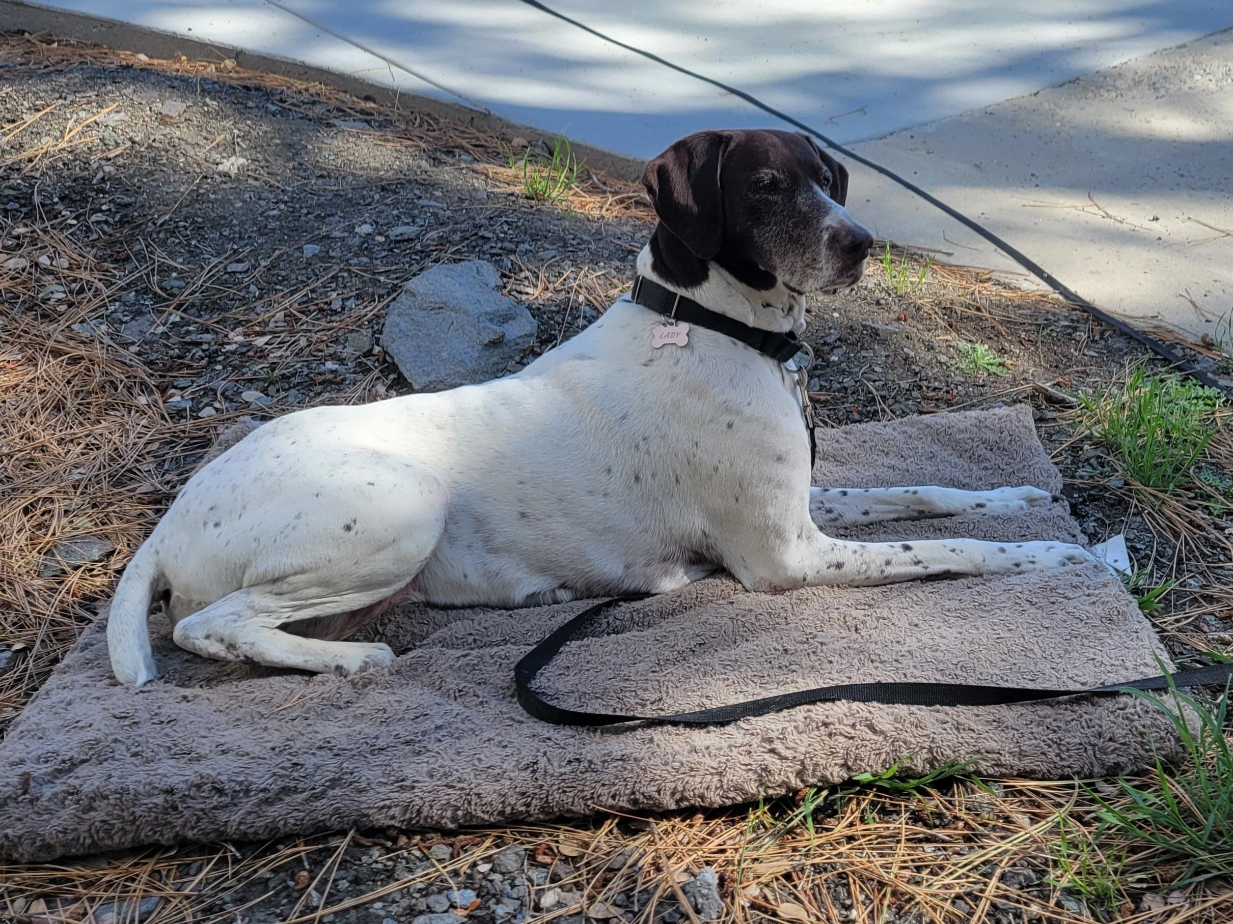 In Loving Memory Of Lady