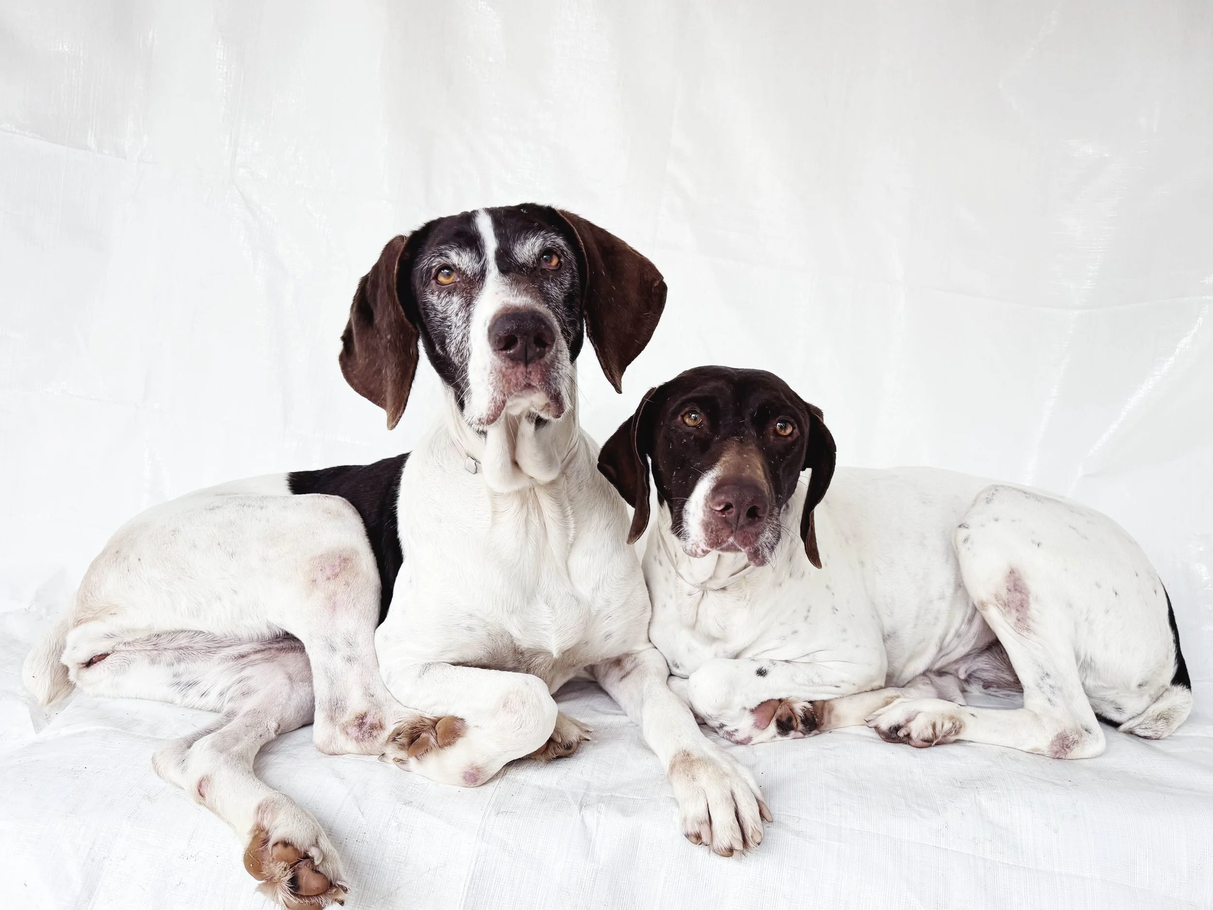 Tezoro &amp; Corazon’s Rescue: Why This GSP Pair Belongs Together