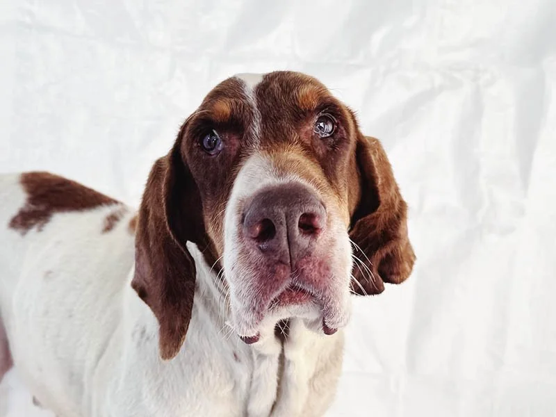 Why William’s Rescue After Christmas Meant Everything