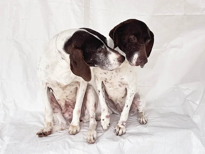 Corazon Tezoro post IMG_2514w8x6.jpg