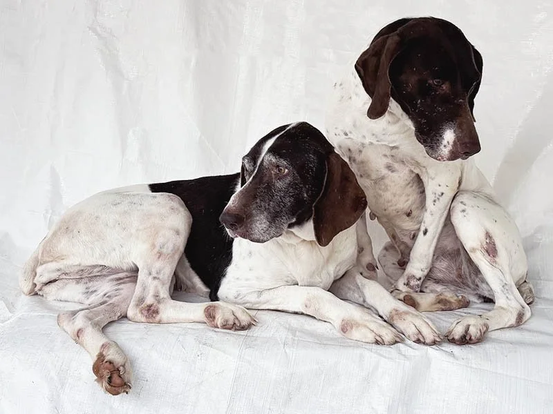 Corazon Tezoro post IMG_2554w8x6.jpg