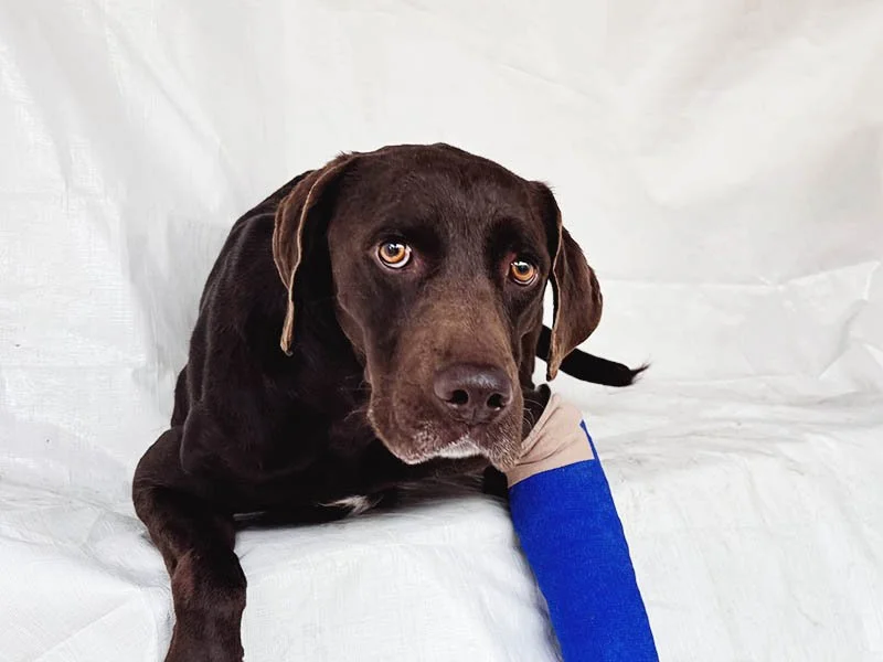 Midnight’s Rescue Story: A Broken Leg Didn’t Break His Spirit