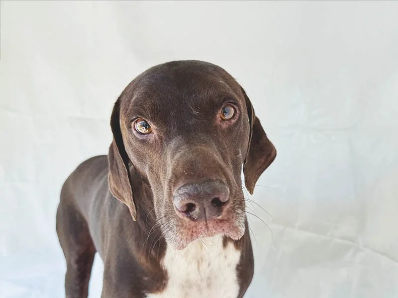 Arlo’s Rescue Story: When Love Wasn’t Enough, Hope Still Was