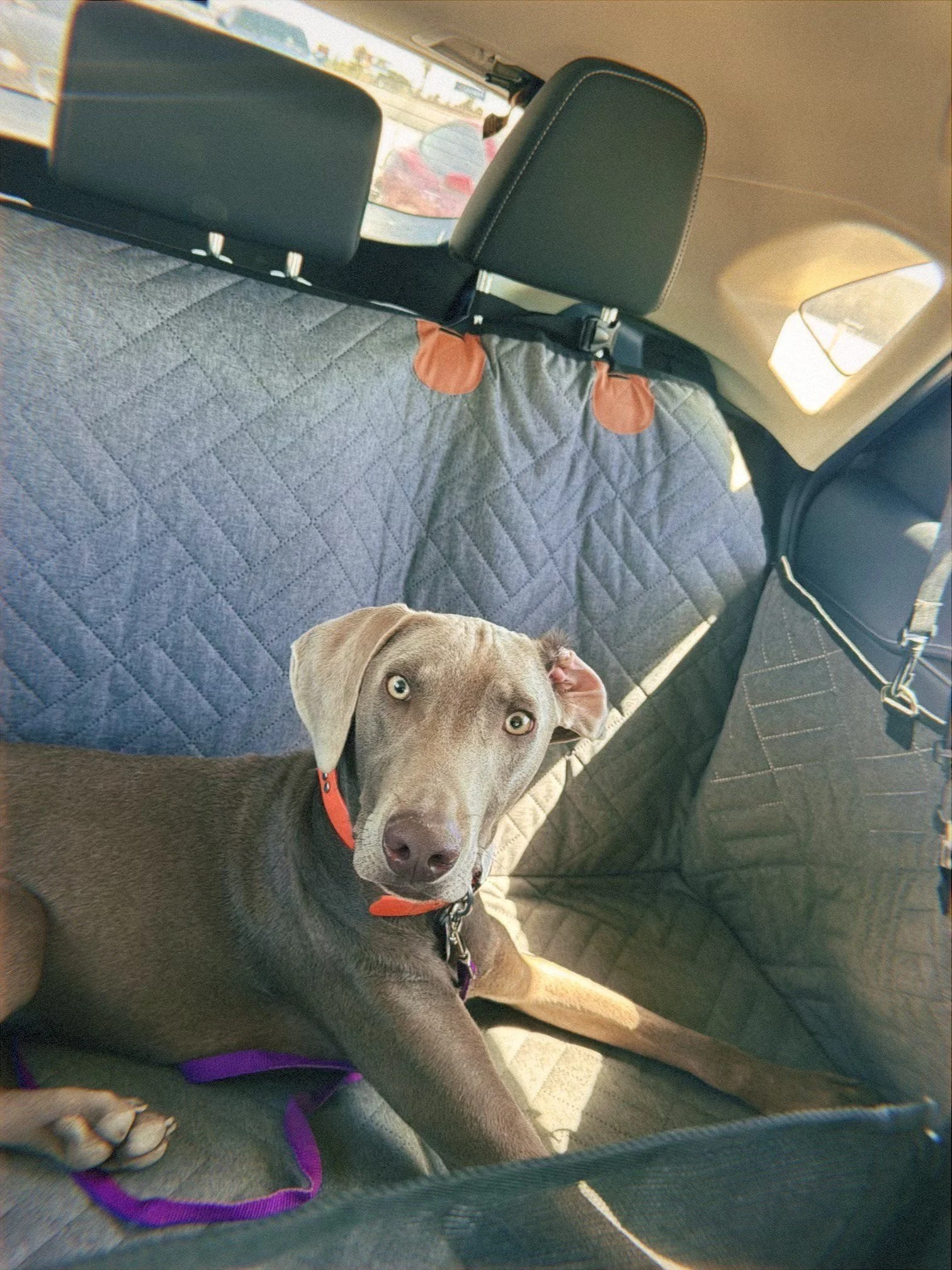 image_123650291 (2).JPG