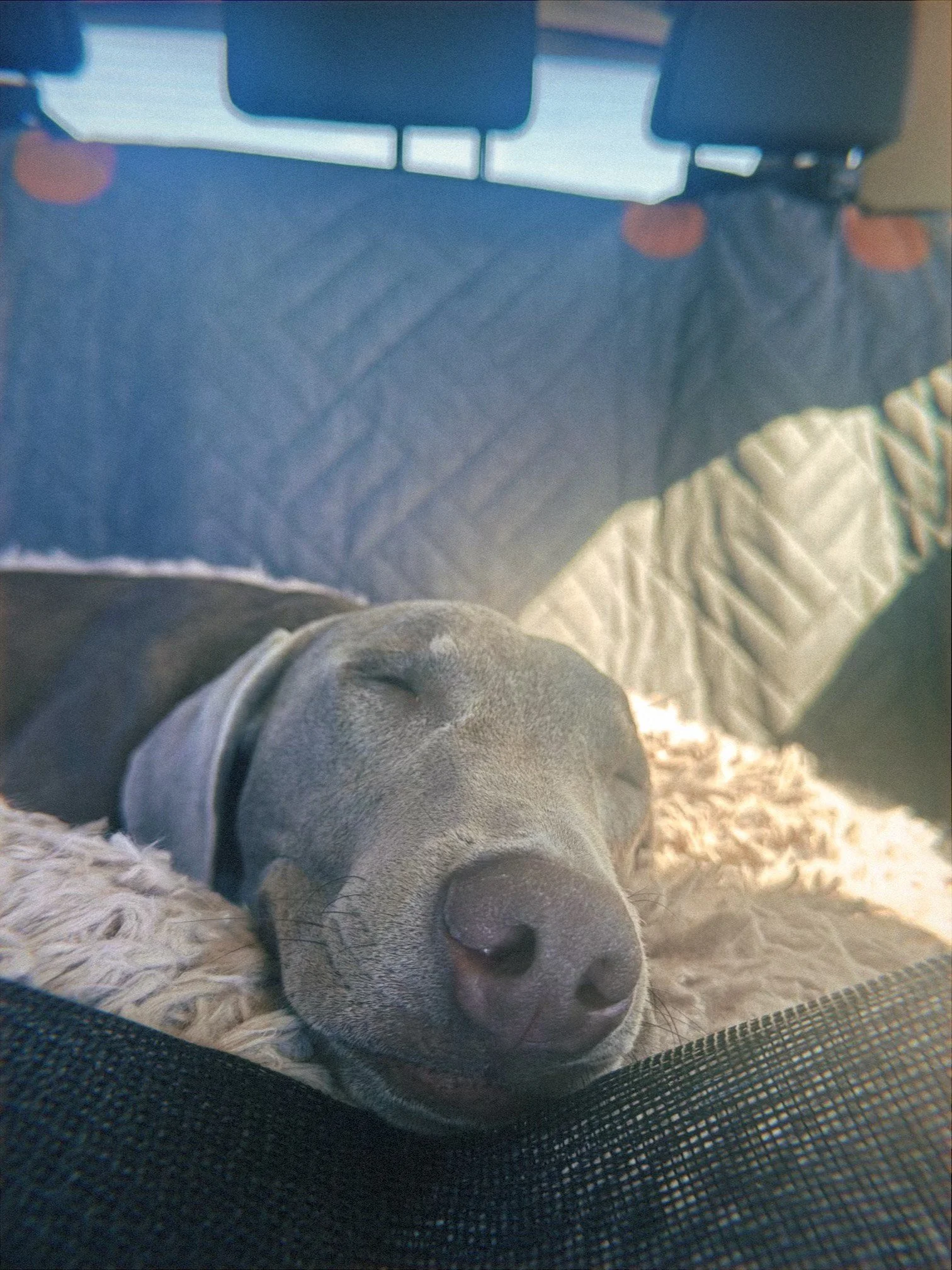 image_123650291 (1).JPG