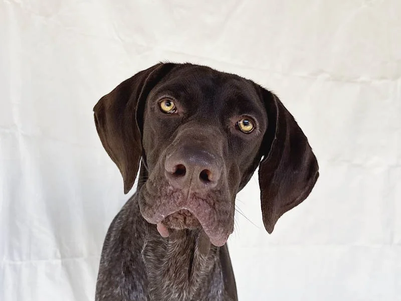 Jake the German Shorthaired Pointer: How Did No One Claim Him?