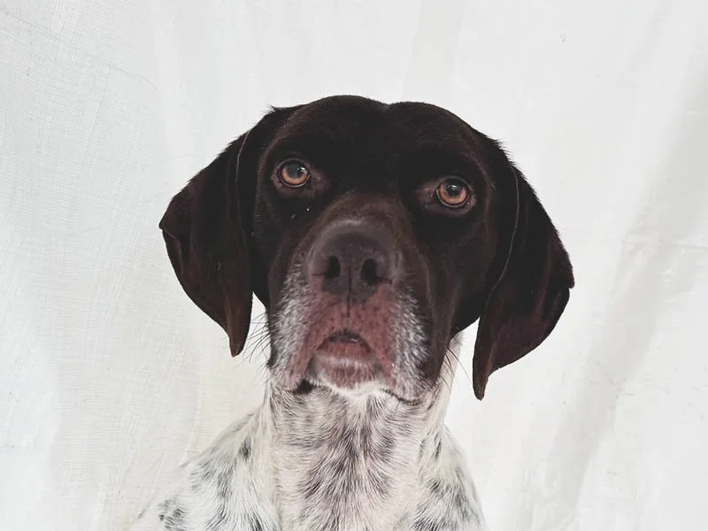 Meet Benito the German Shorthaired Pointer