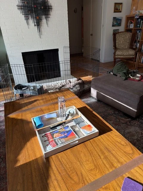 Leo first night sleeping in a home (1).jpeg