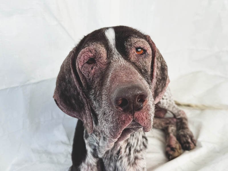 Rescuing Darth: A Neglected GSP Finally Gets the Care He Needed