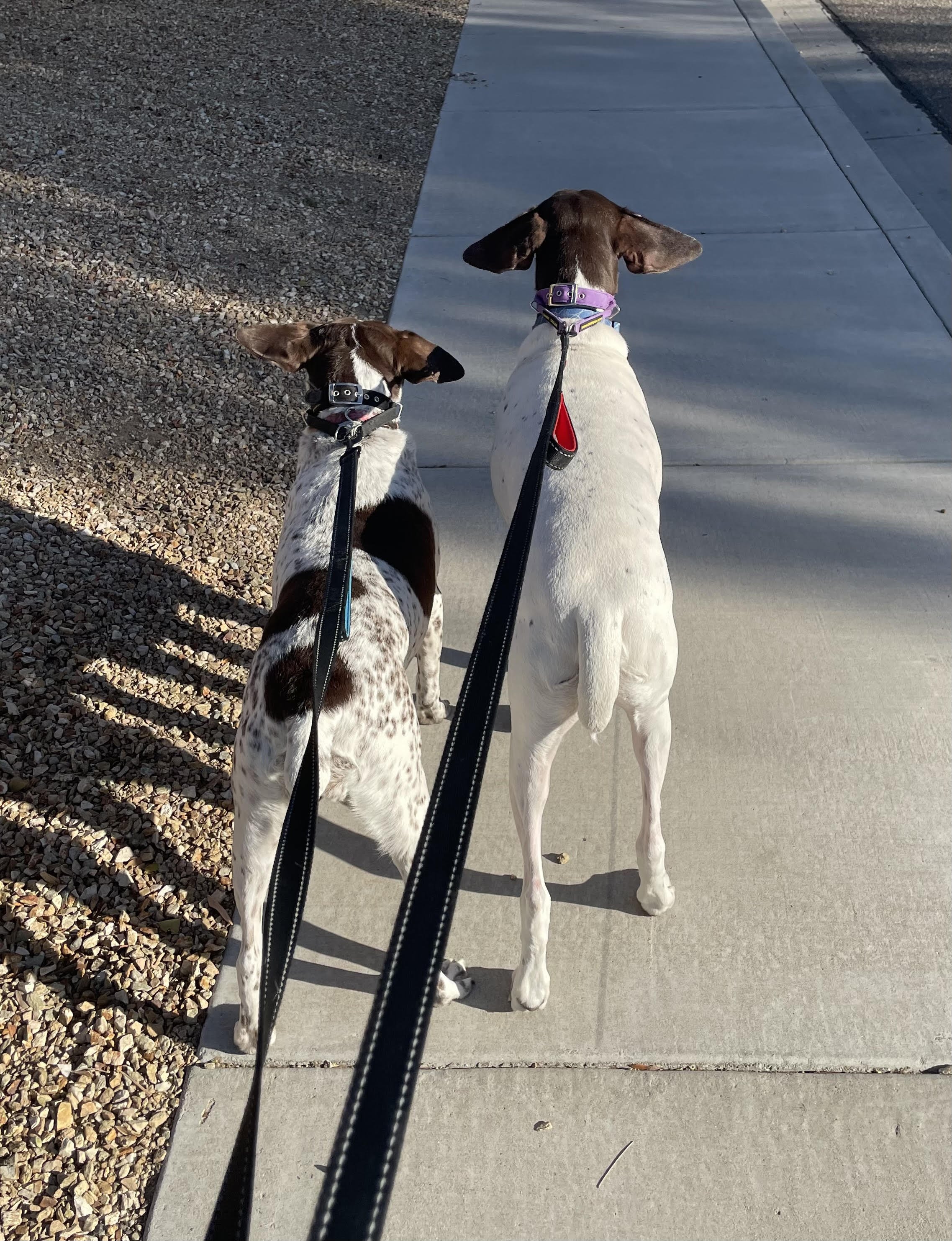 Samson and Ellie - Wingroth (1).jpg