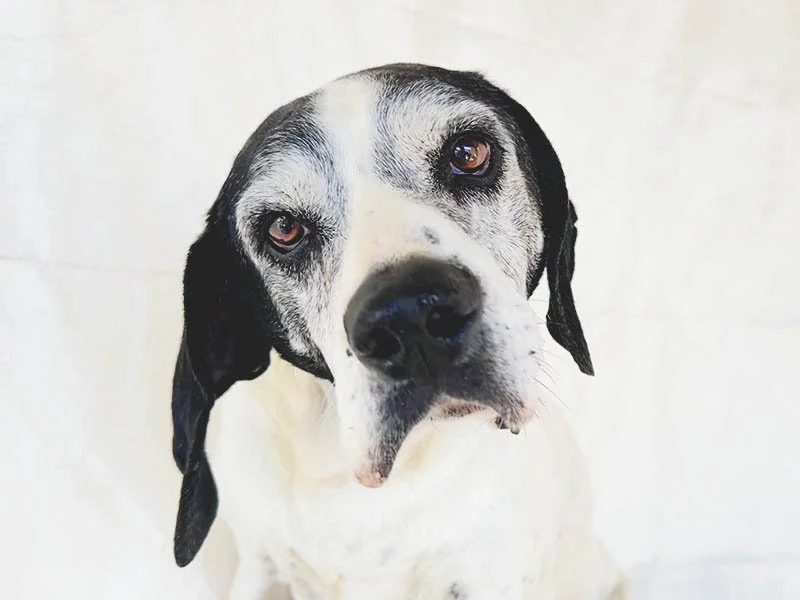 Axel: The Sweet Senior GSP Everyone Walked Past