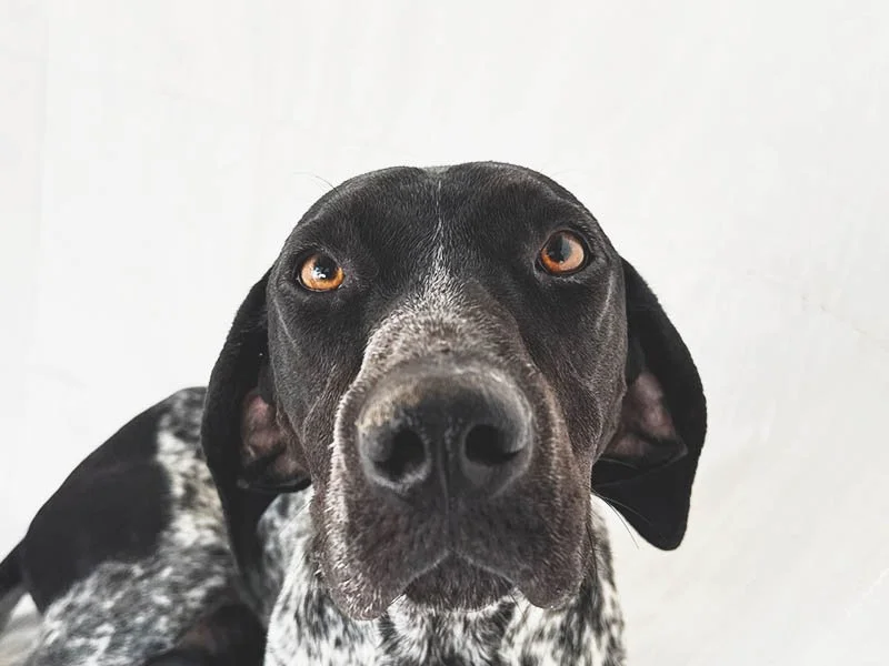 How Did No One Adopt Gunther? Meet the German Shorthaired Pointer Everyone Missed