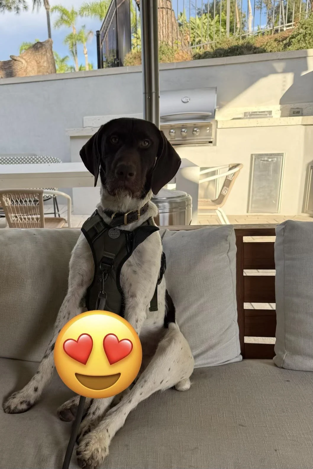 Rex Is Adopted! — California GSP Rescue