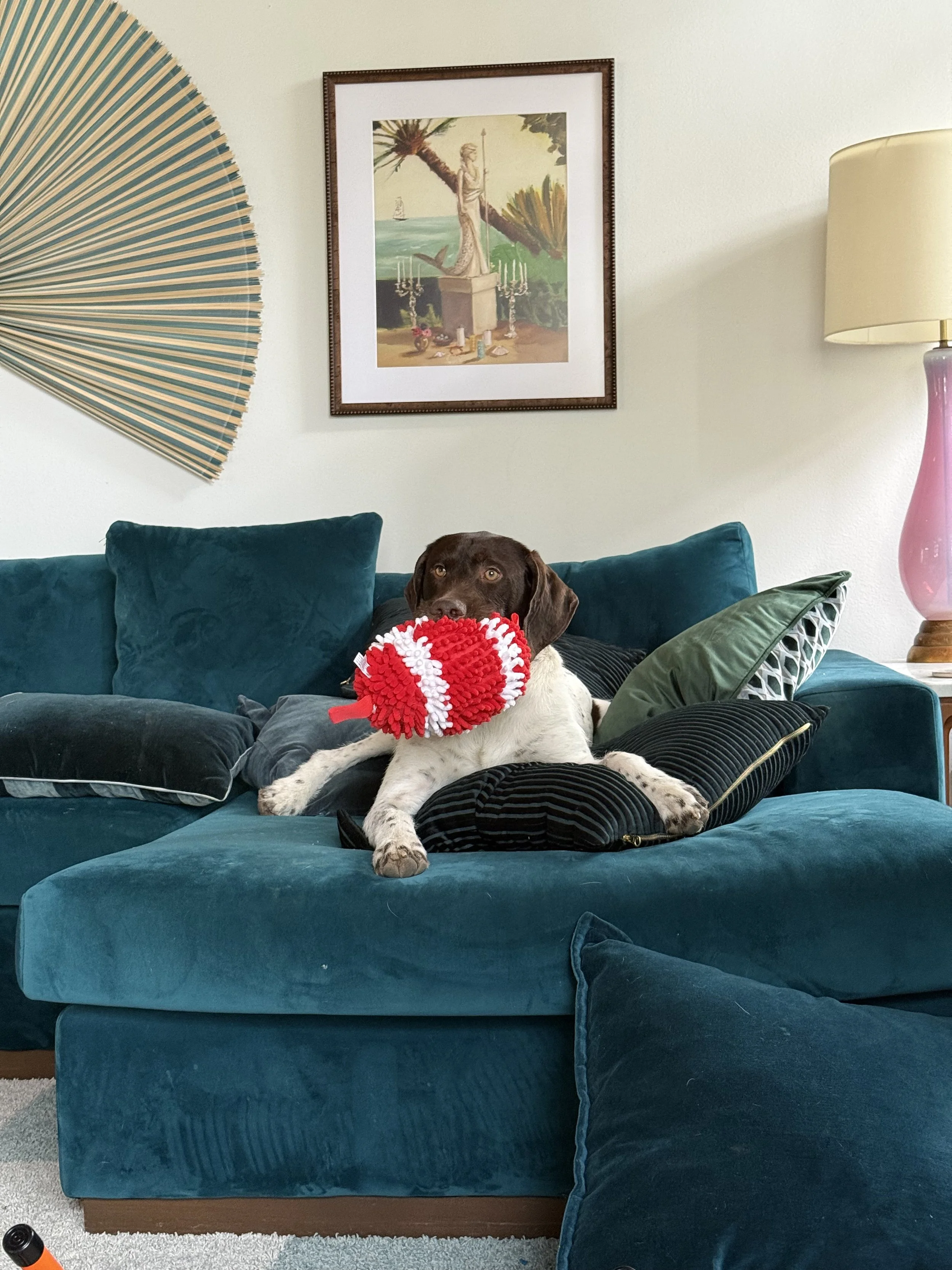 Rex Is Adopted! — California GSP Rescue
