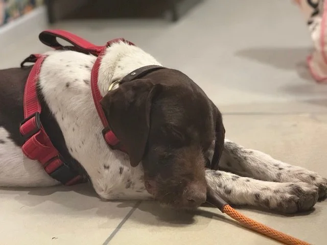 Rex Is Adopted! — California GSP Rescue