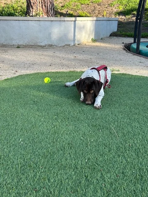Rex Is Adopted! — California GSP Rescue
