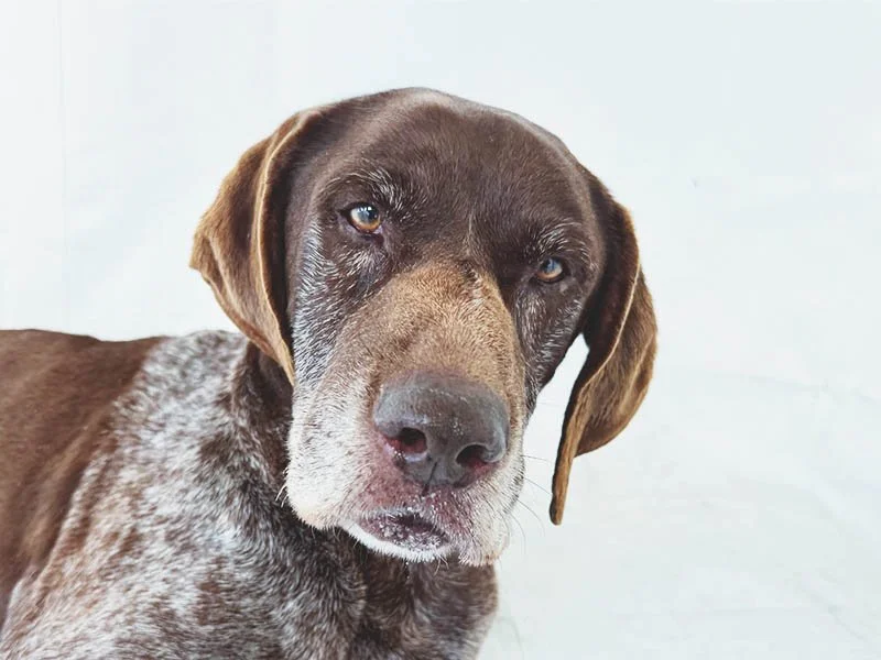 Cap: The Best Dog at the Shelter Wasn’t a Puppy