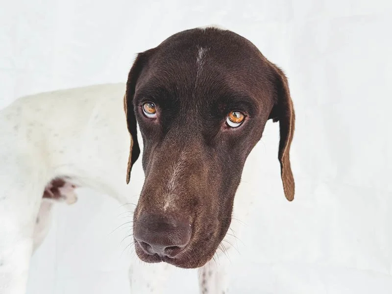 Hunter’s Freedom Ride: Saving a Forgotten Shelter Dog