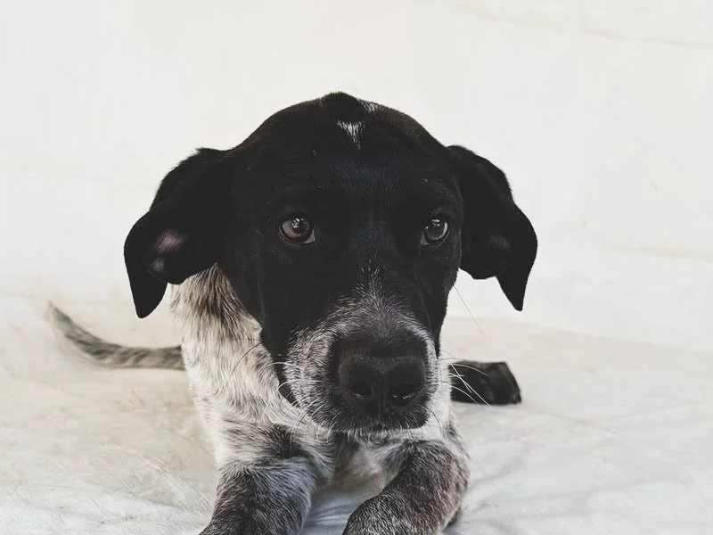Jasmine