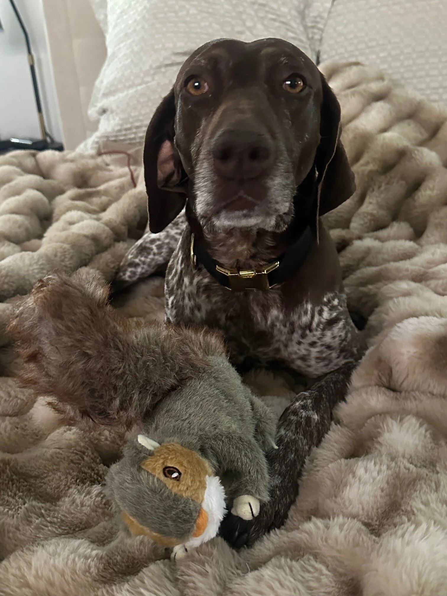 Zara Toy Squirel (1).jpg