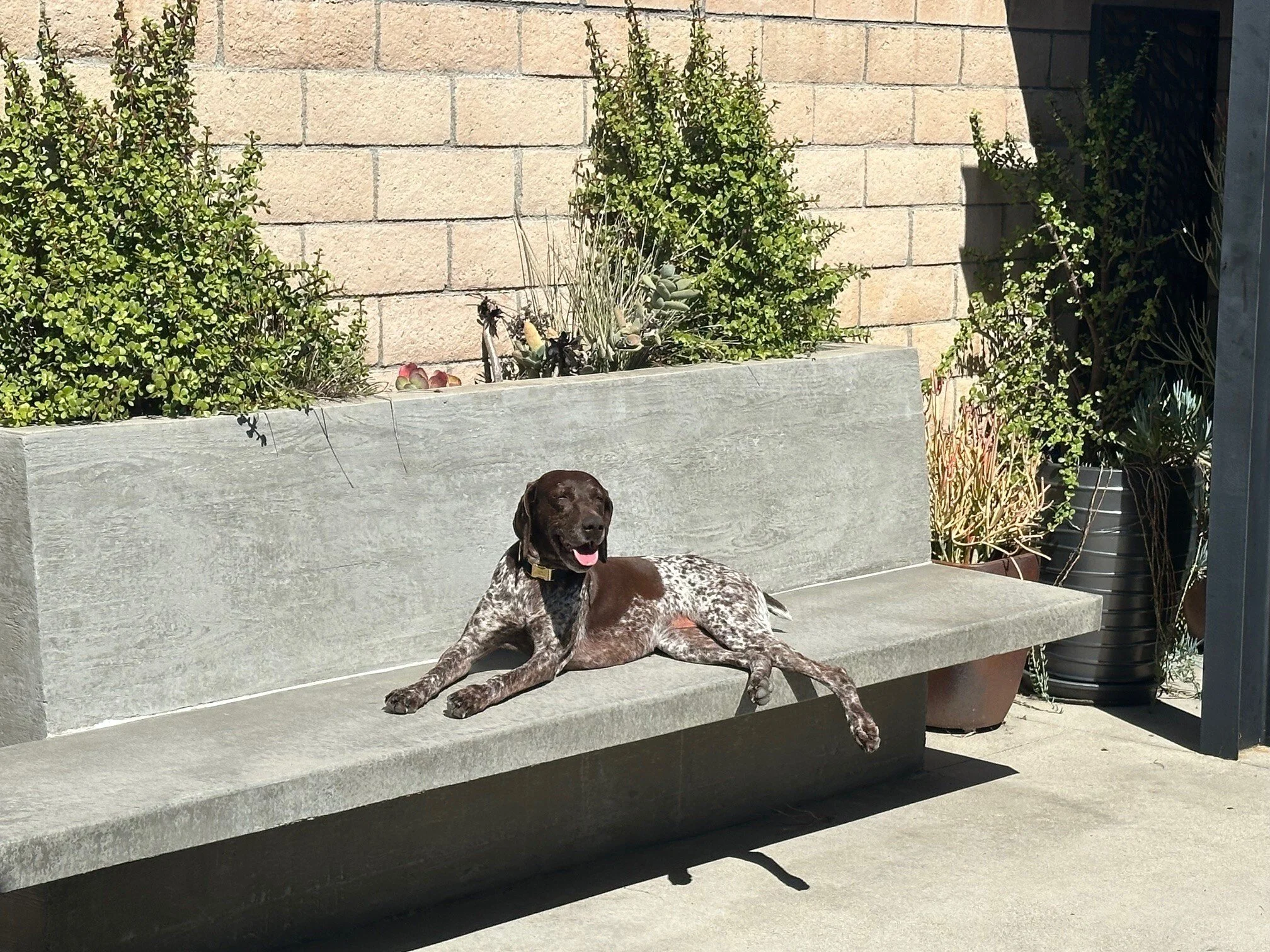 Zara Lounging in the Sun (1).jpg