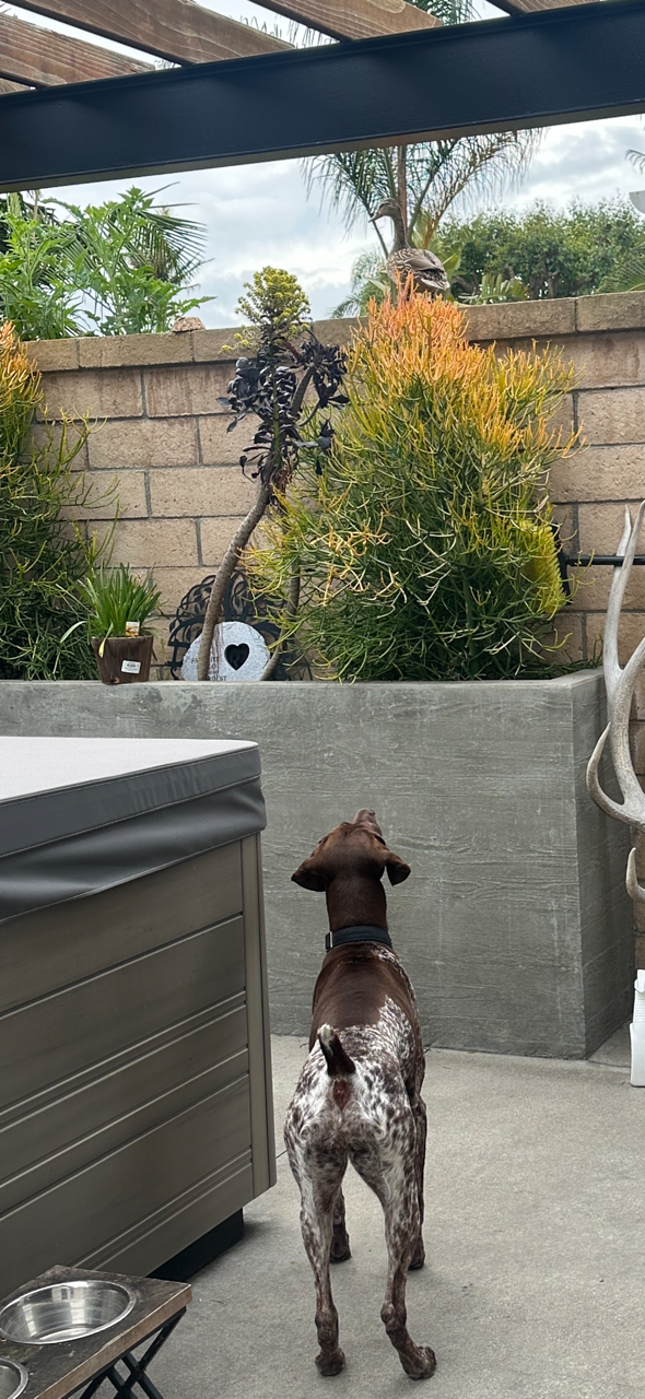 Zara hunting duck on wall (1).png