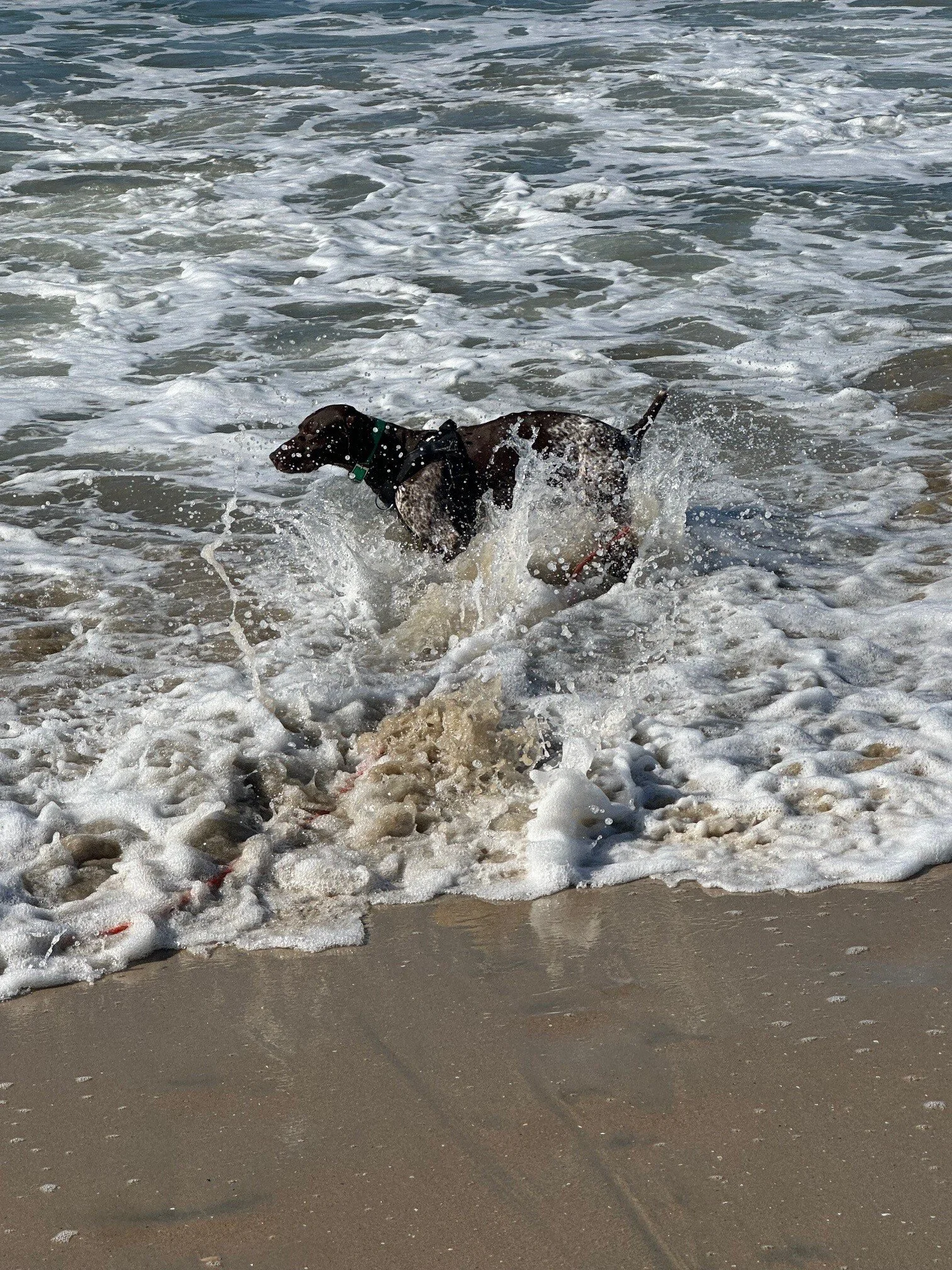 Zara Dog Beach Water (1).jpg