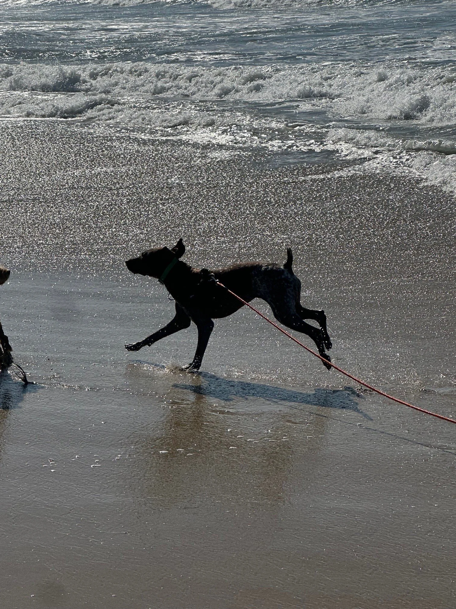 Zara Dog Beach Running (1).jpg