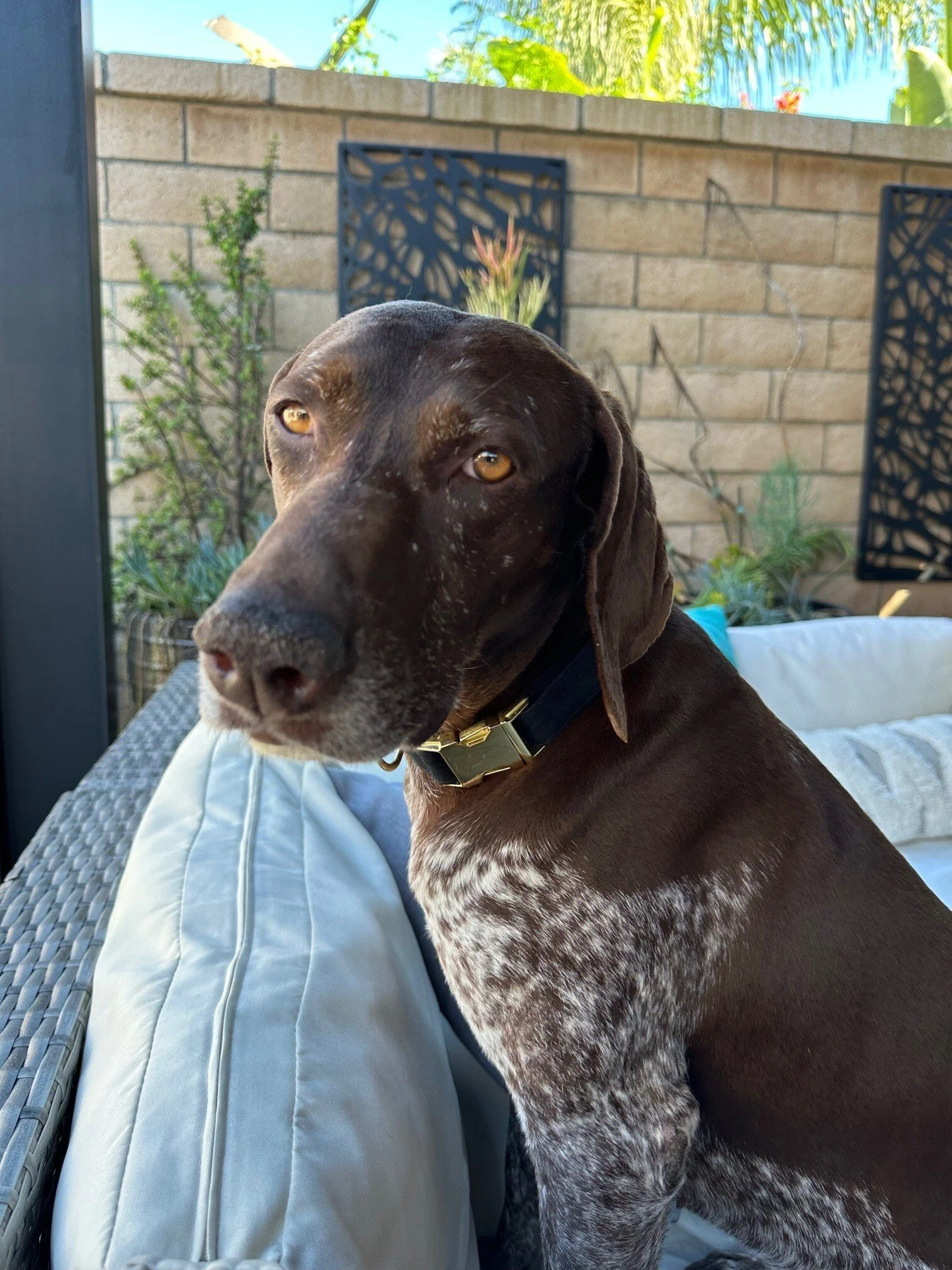 Zara back yard (1).jpg