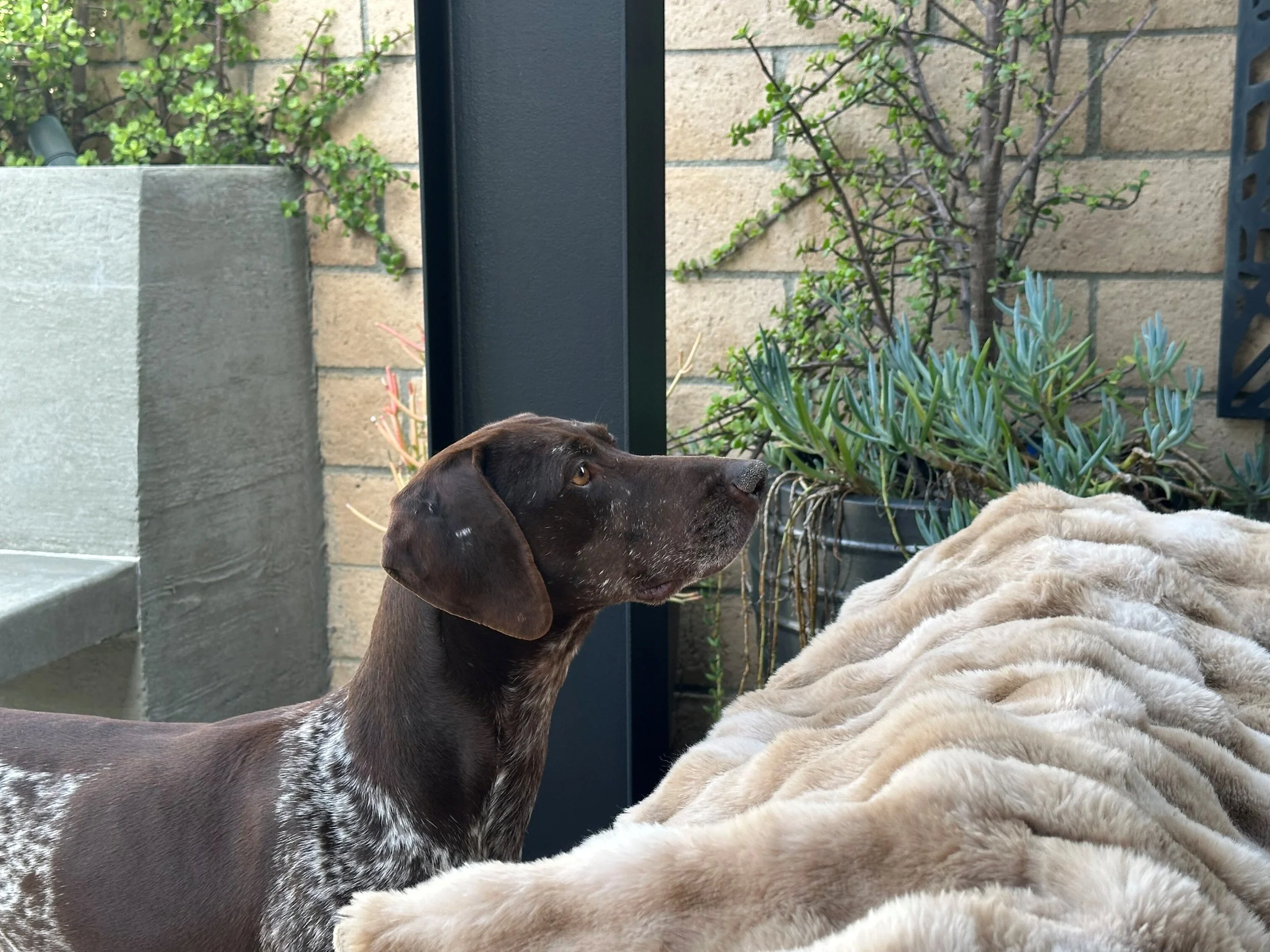 Zara 2-15-26 (2) (1).jpg