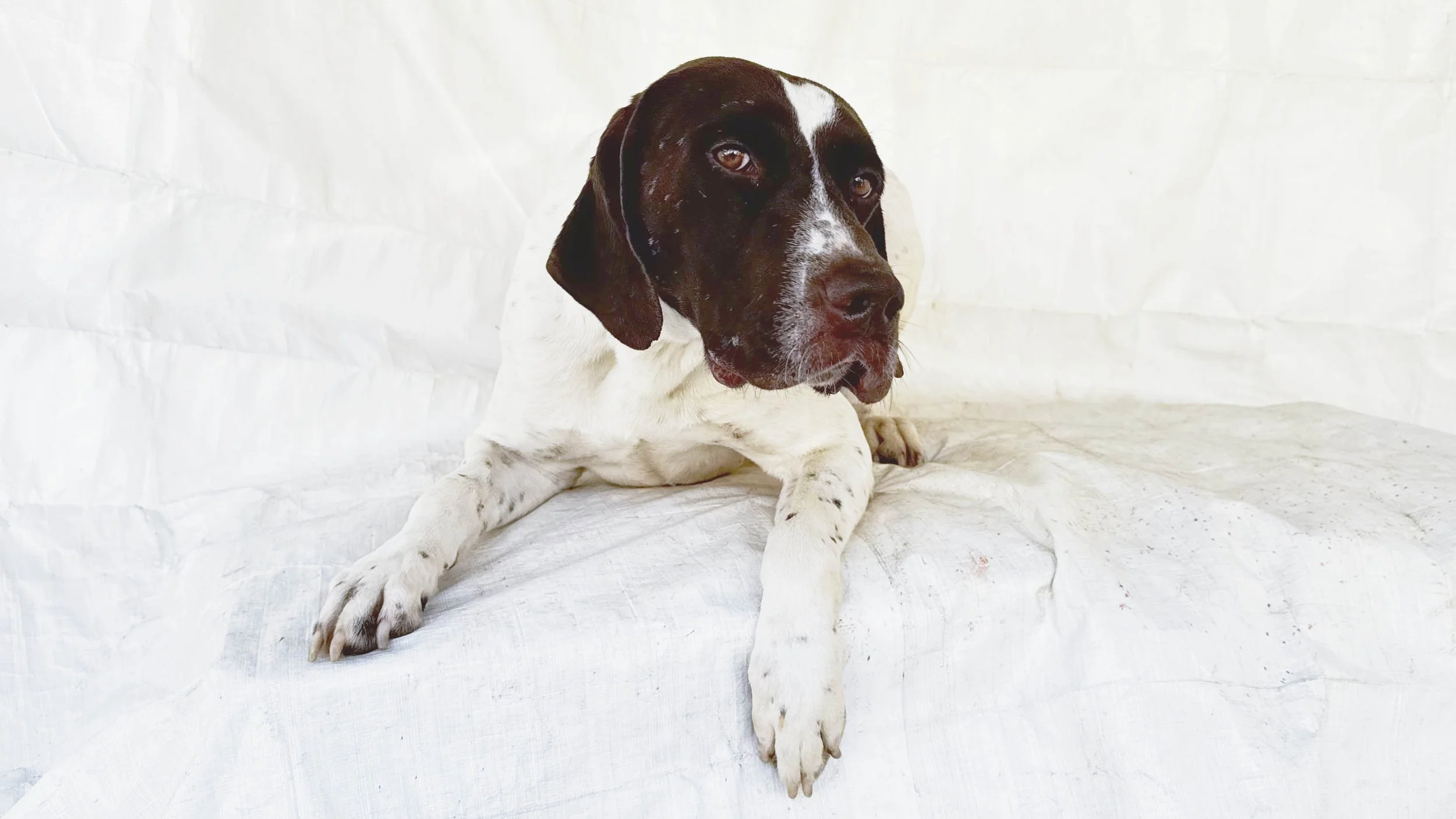 Spotty the German Shorthaired Pointer Rescue Story… And Why We Took Valentine Too
