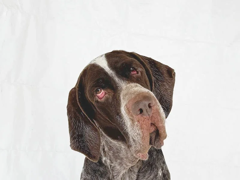 Cash Wasn’t a GSP… But He Stole Our Hearts Anyway