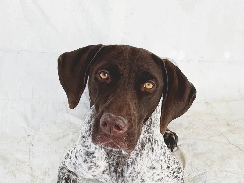 Suki